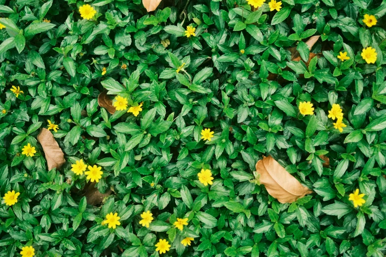 yellow flowers and green leaves on a leafy area