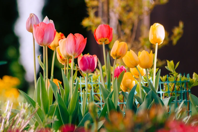 a flower bed has many flowers and a few plants