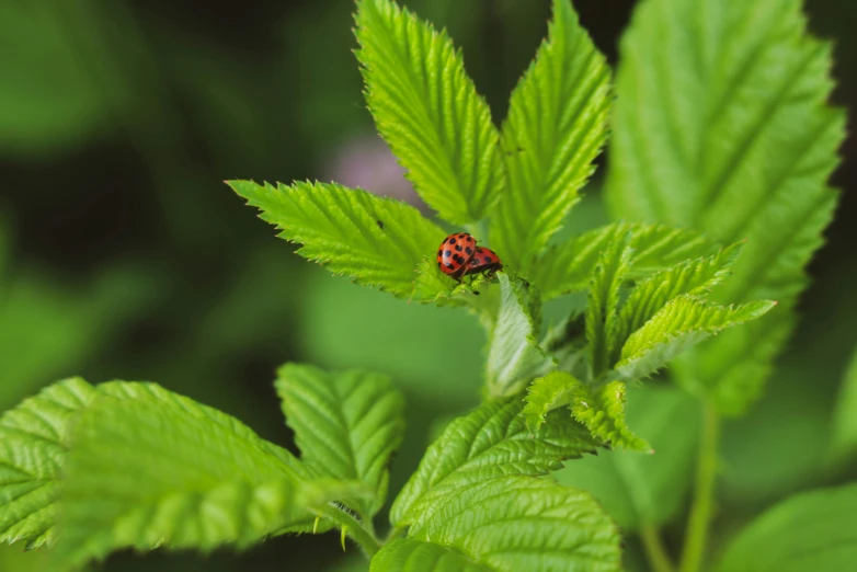 a bug sits on top of a green leaf