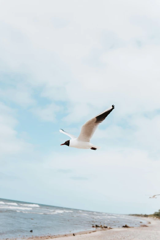 seagull flying low over the ocean on a cloudy day