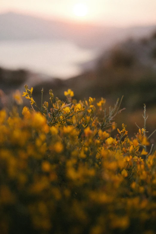 a field of wild flowers with the sun peeking out