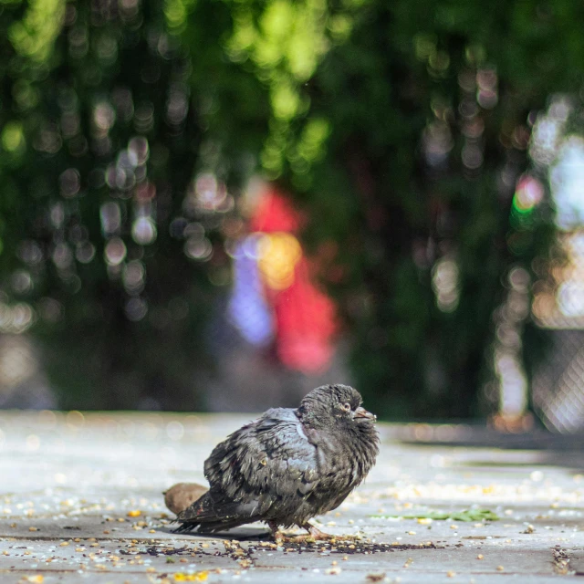a bird that is standing on the pavement