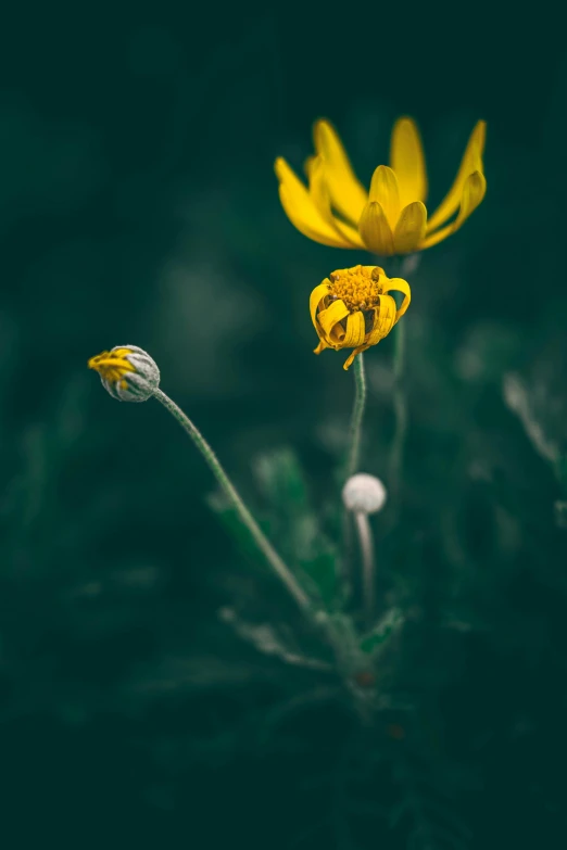 the yellow flowers are growing in a flower pot