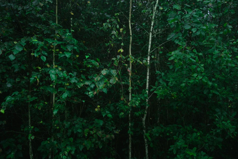 an area with many trees and plants next to it