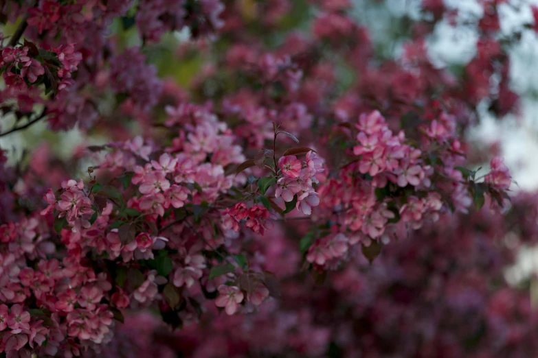 tree nches with flowers blooming in spring