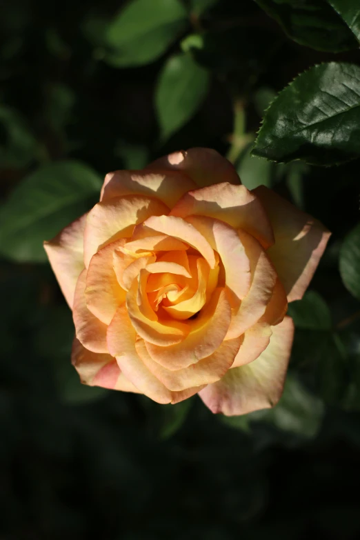 a pink and yellow rose with large leaves