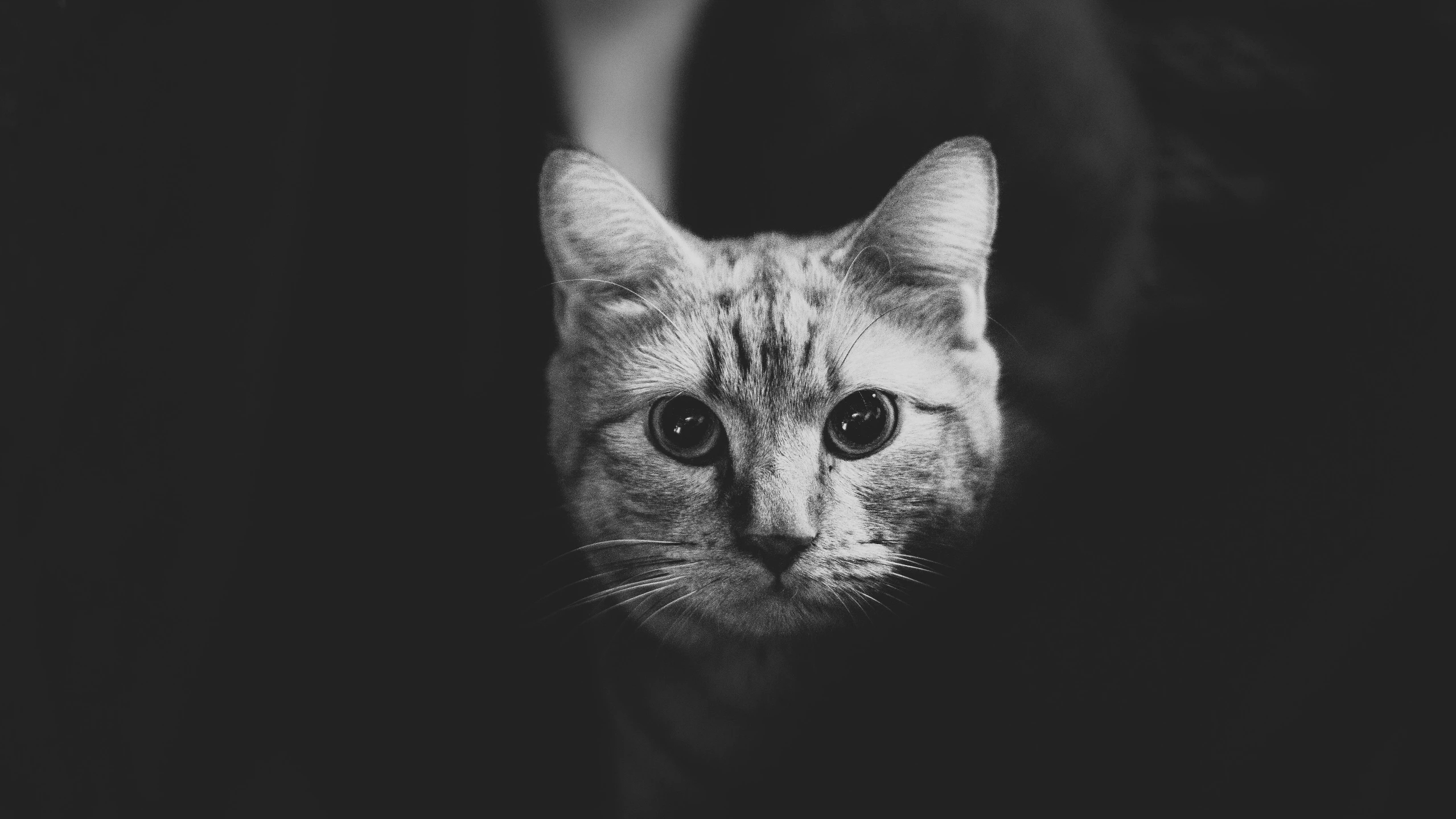 a cat with big eyes and the background black and white