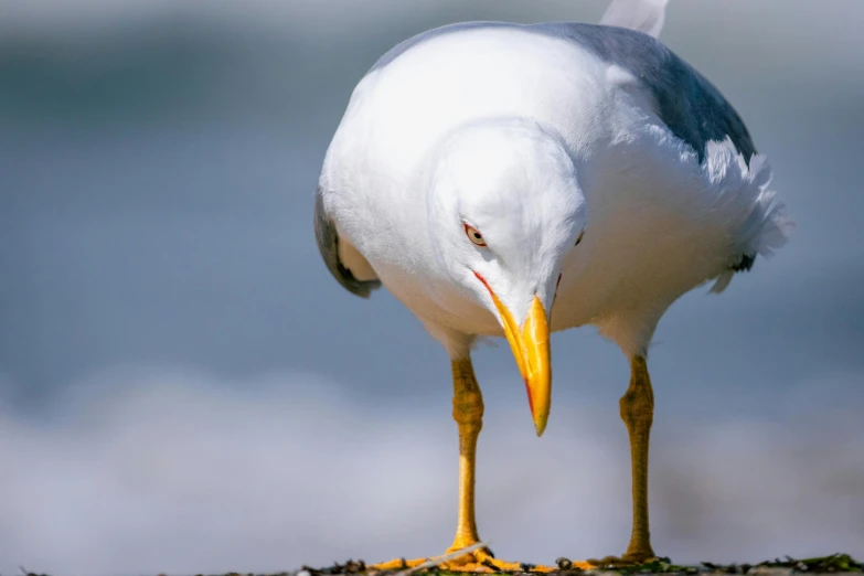 a seagull is standing on its legs and feet