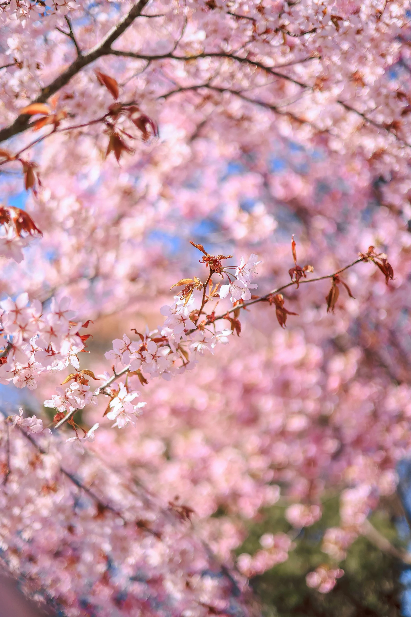 close up of leaves and nches of pink cherry blossom tree