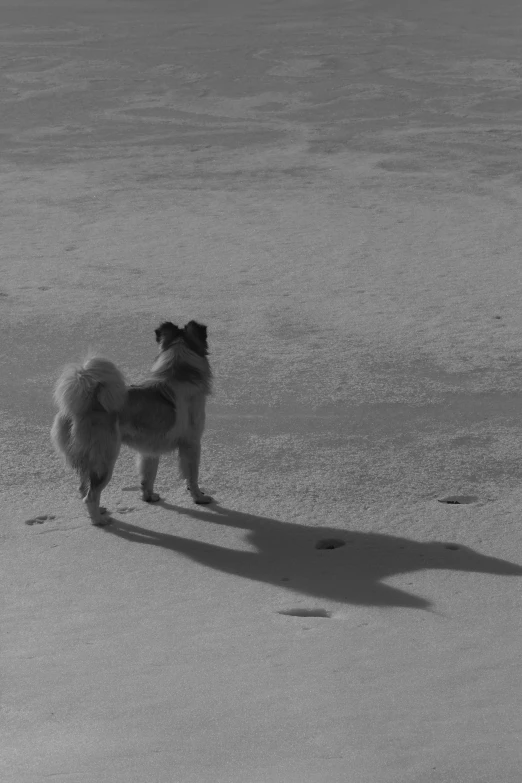 a dog standing on the sand next to water