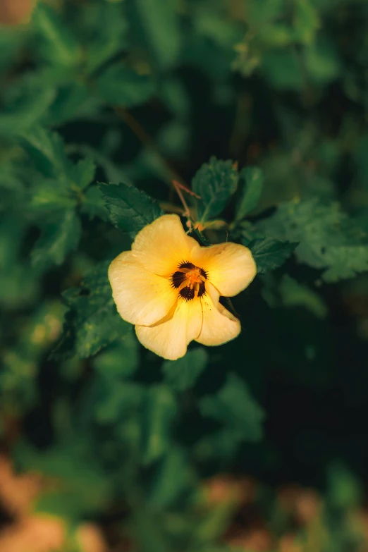 an image of a yellow flower with green leaves