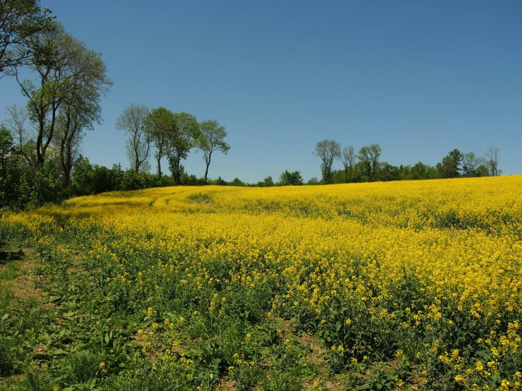 a large field that is filled with yellow flowers