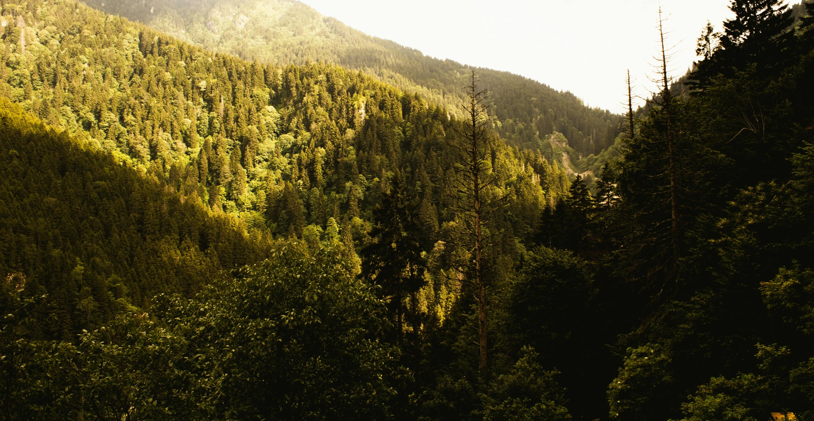 the view of a forest in a valley