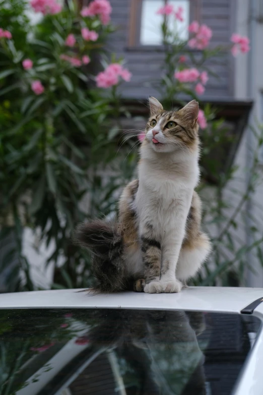 a cat sitting on top of a car near flowers