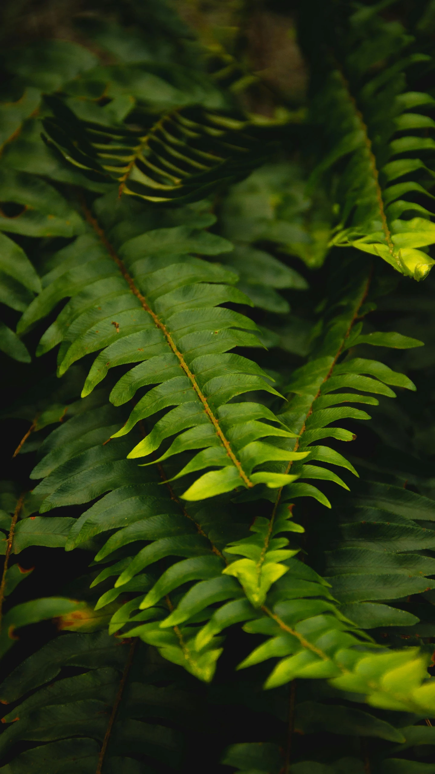 green leaves from a tree in the woods