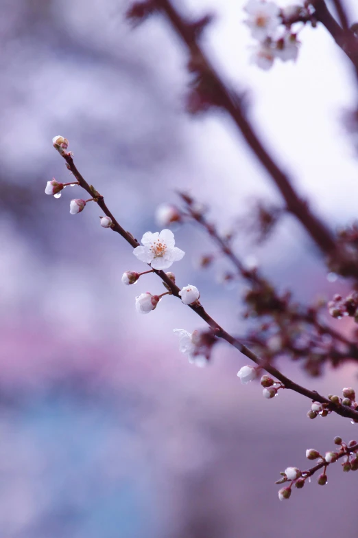 this is a nch with white flowers and little buds