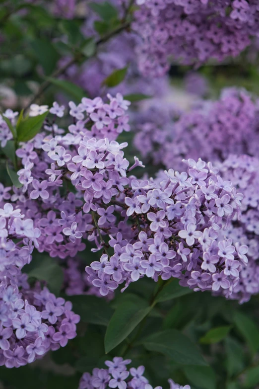 purple lila flowers growing in the garden