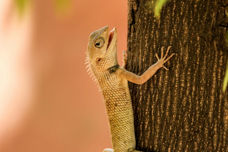 an orange lizard on the back of a tree