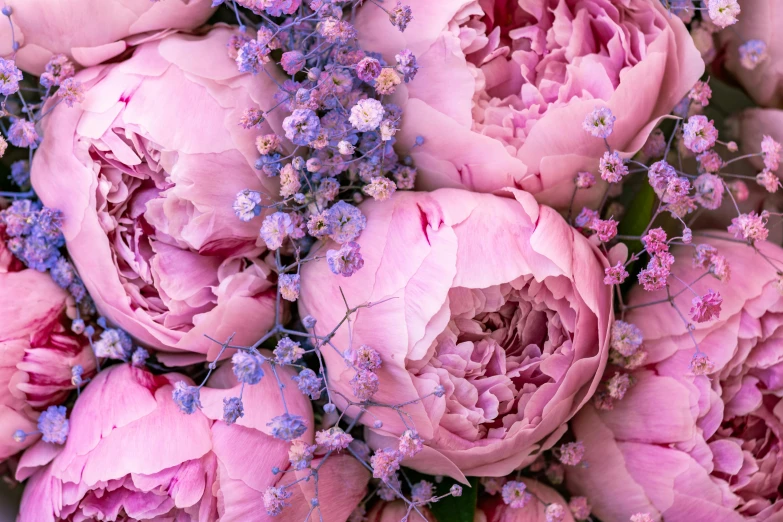 a large bouquet of pink peonies with baby's breath flowers