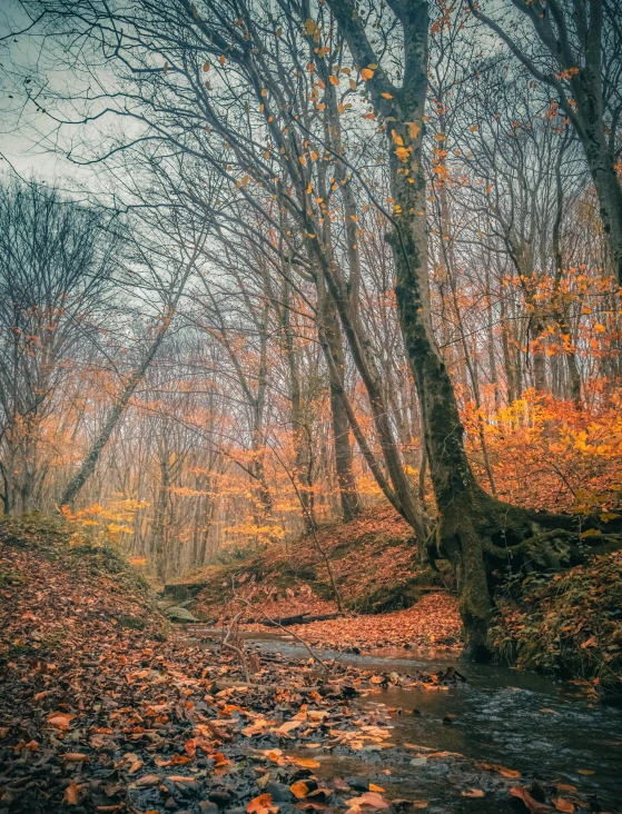 some leaves a river and a leaf filled trail