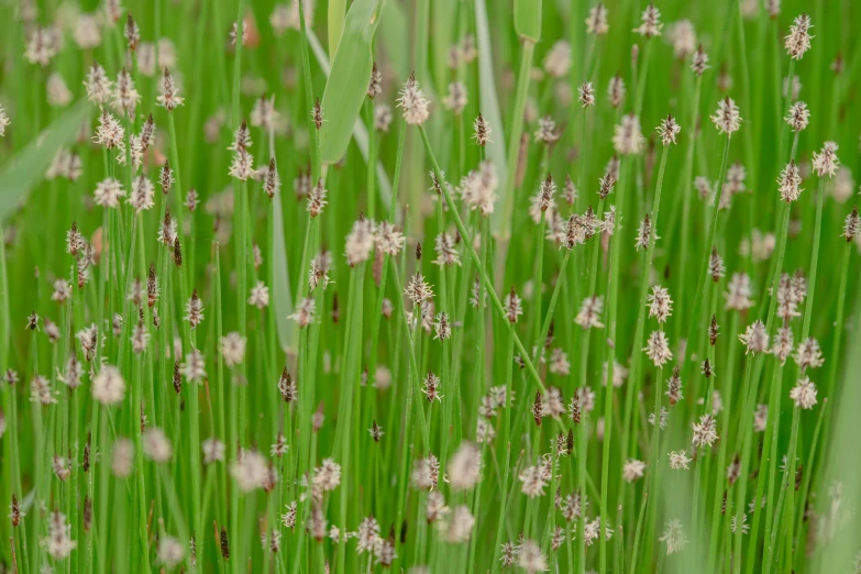 the wildflowers have many white flowers growing from green grass