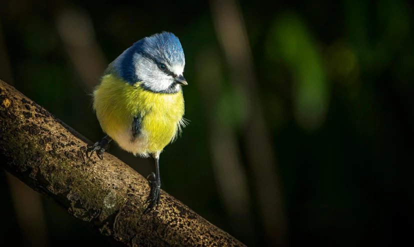 a small blue and yellow bird perches on a tree nch