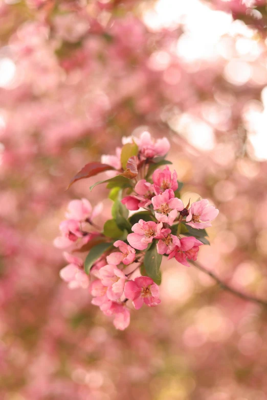 a nch full of pink flowers in front of the sunlight