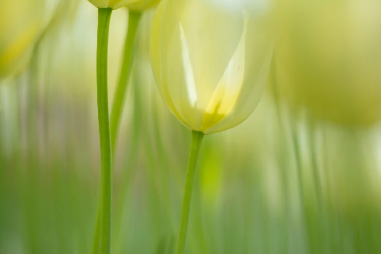 two yellow flowers on a plant with grass