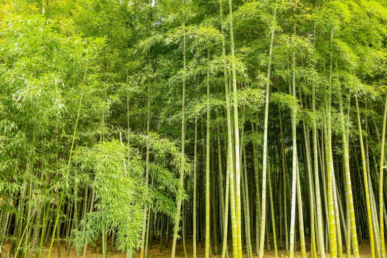 there are many bamboo trees with green leaves
