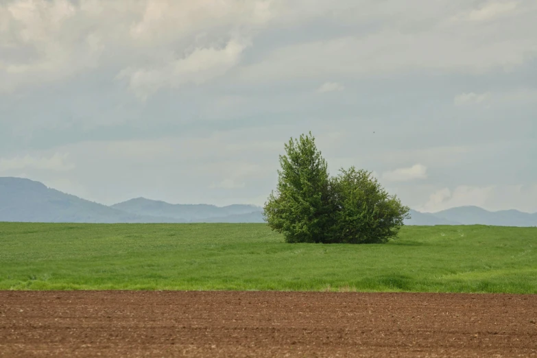 green field and tree with mountains in background