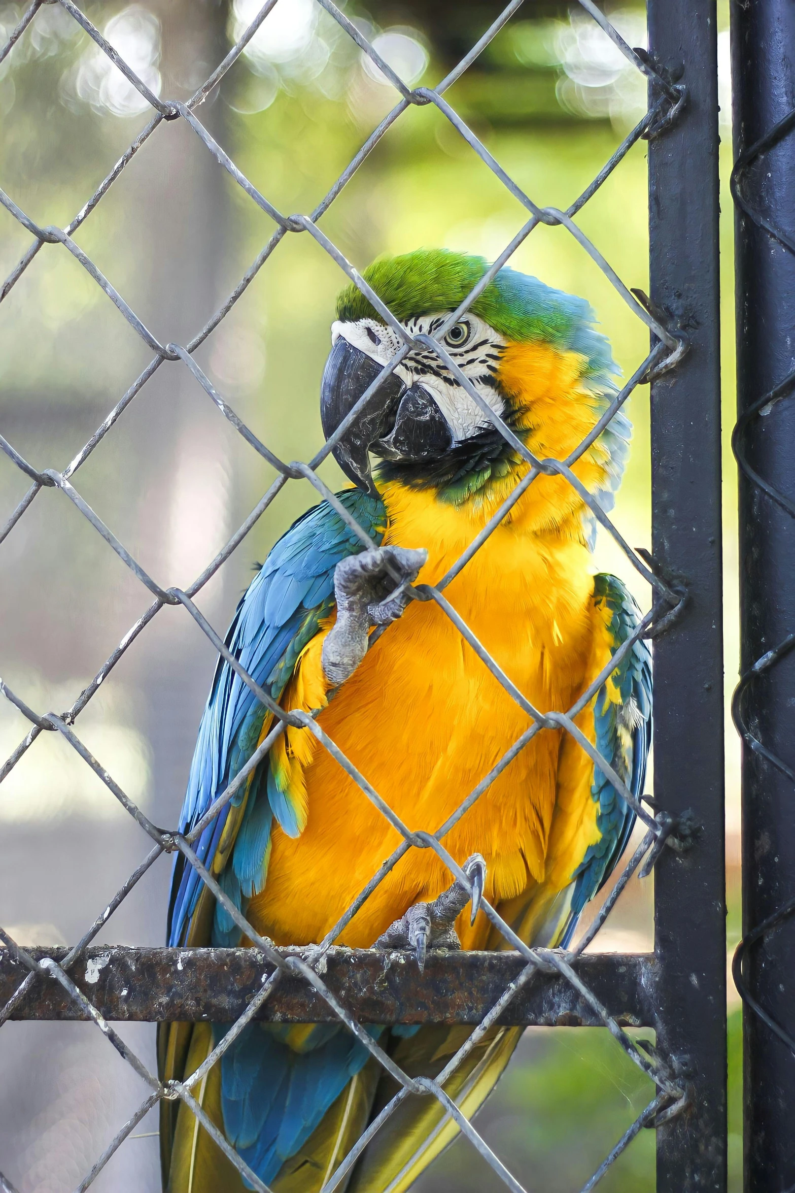 a colorful bird is perched on the fence