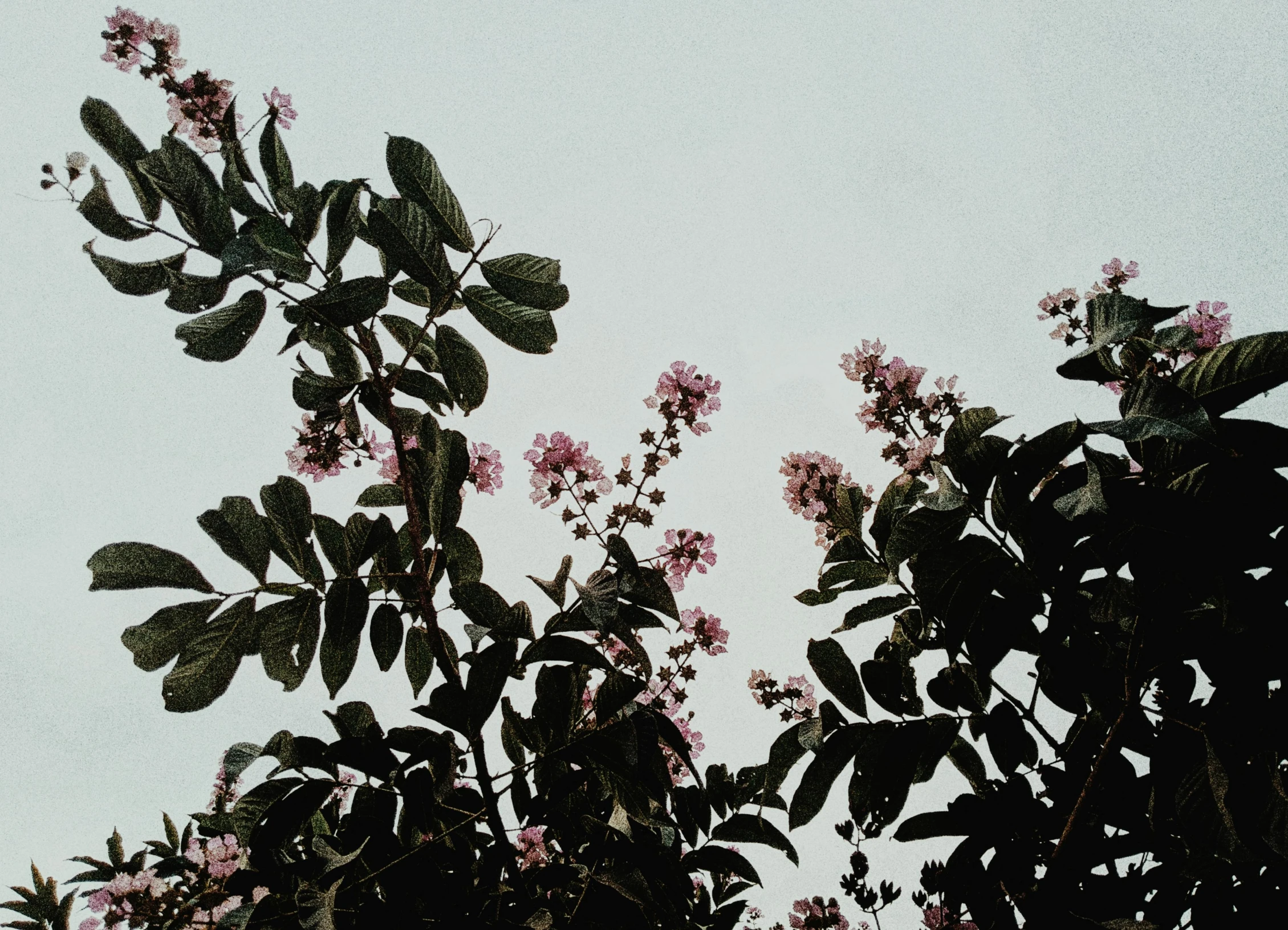 the flowers are blooming on a tall tree