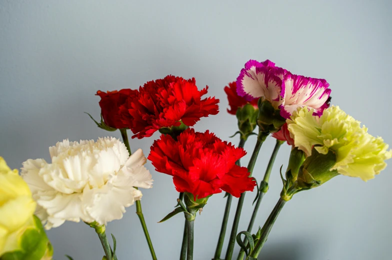 five colorful flowers sitting next to each other