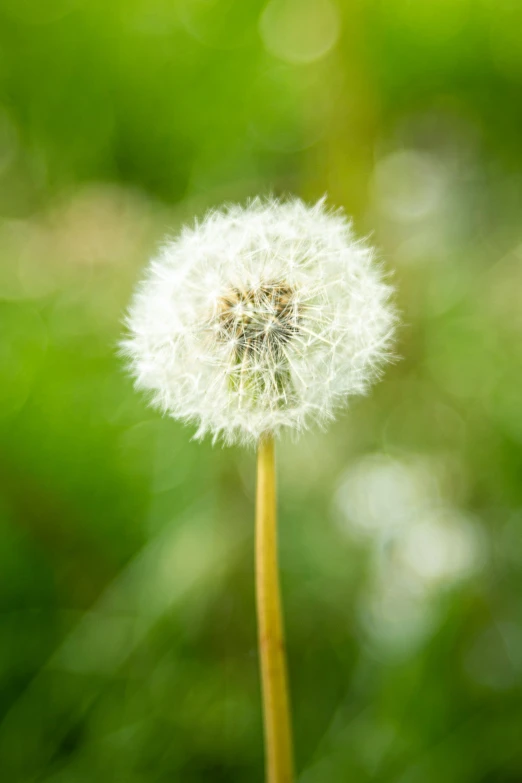 a single dandelion sitting on top of a green field