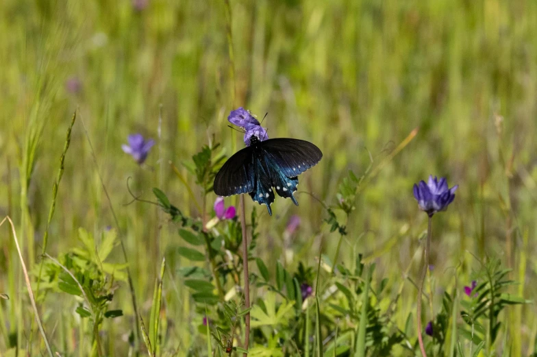 a erfly sitting on top of a purple flower in a field