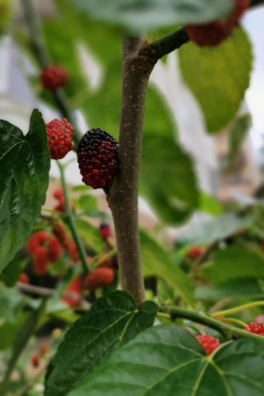 the berry bush is full of berries and green leaves