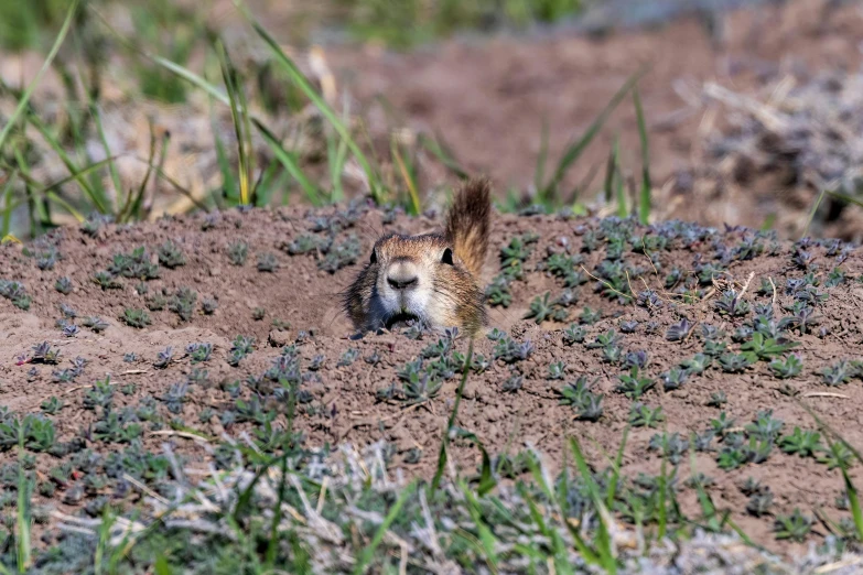 a grey and black animal standing in the dirt