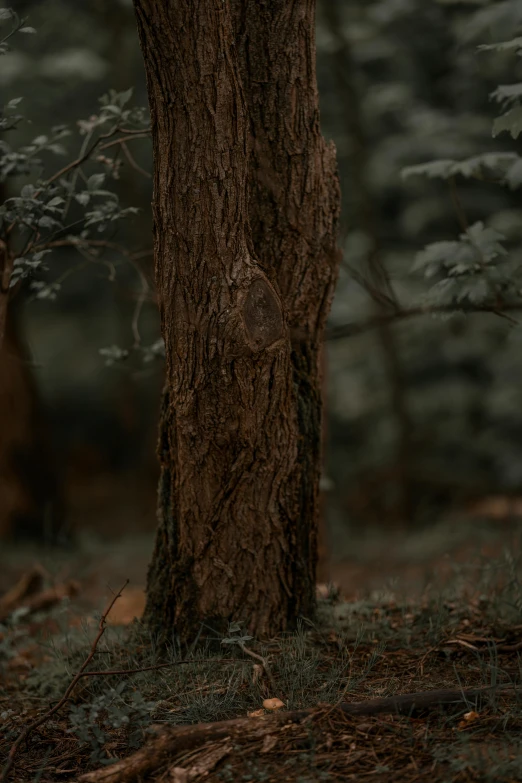 an orange cat under a large tree near the forest