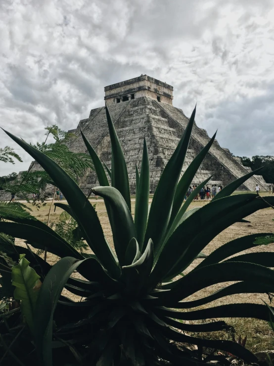 a pineapple plant in front of a pyramid with people standing nearby