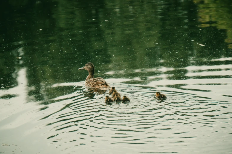 a group of ducks swimming in the middle of a lake