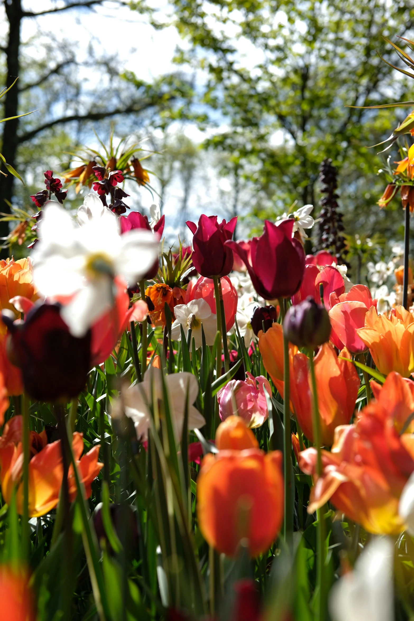 many flowers that are growing on the ground