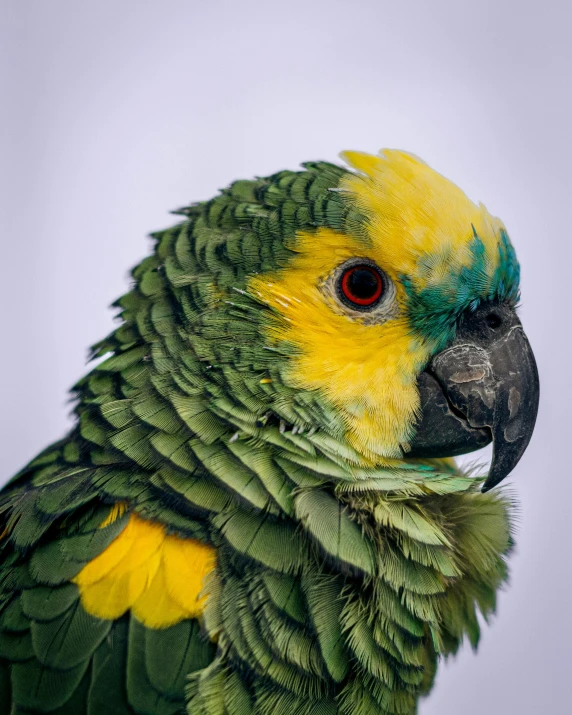 a green and yellow parrot perched on a nch