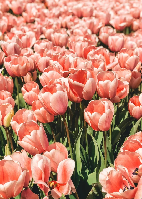 pink flowers that are out in the grass