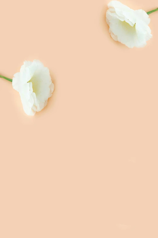 two white flowers on an orange background