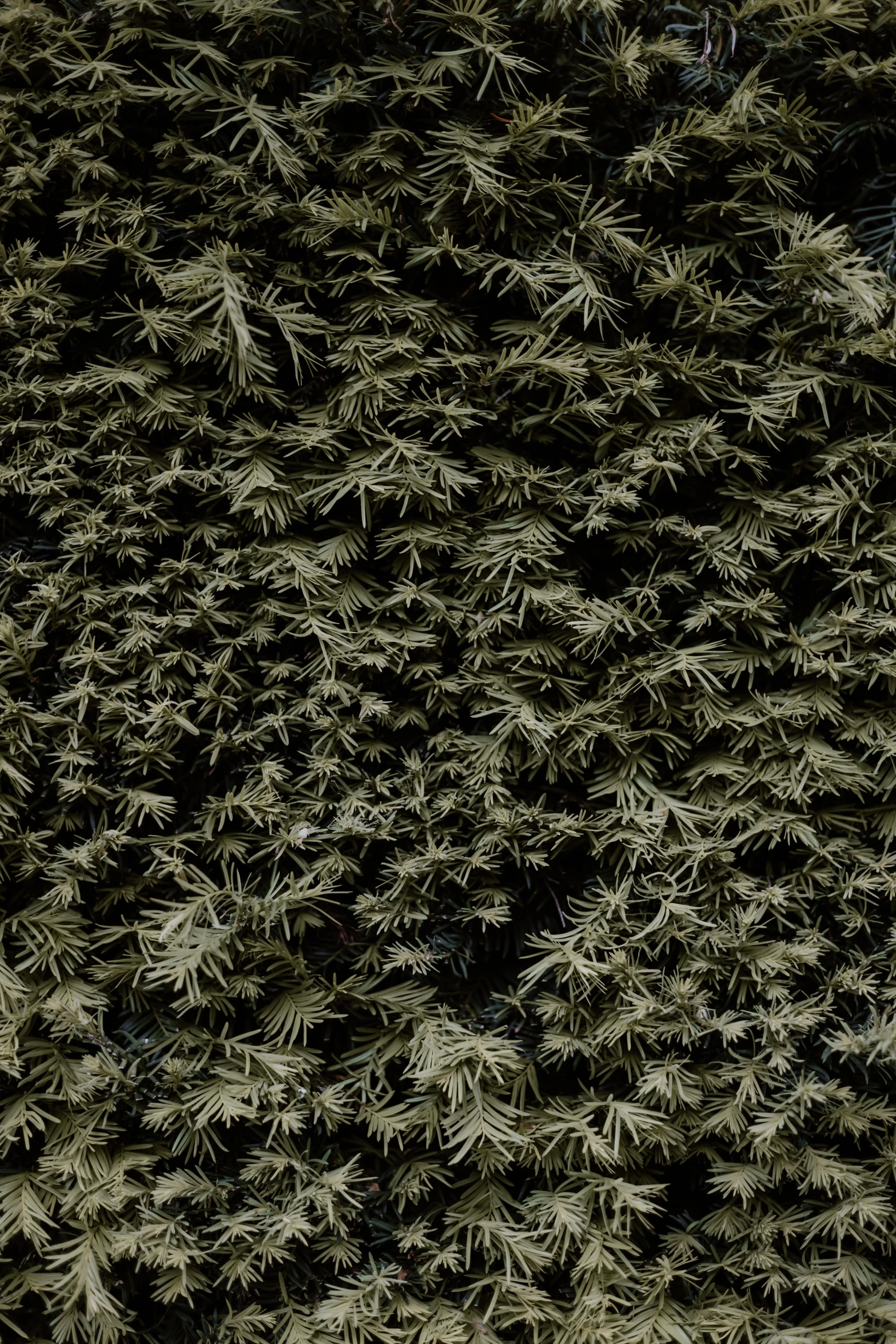 a close - up s of a tree covered in needles