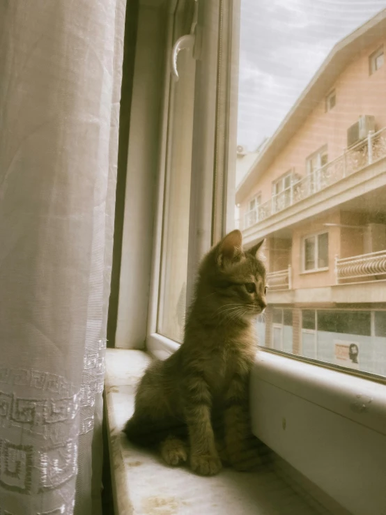 small brown kitten sitting on window sill looking outside