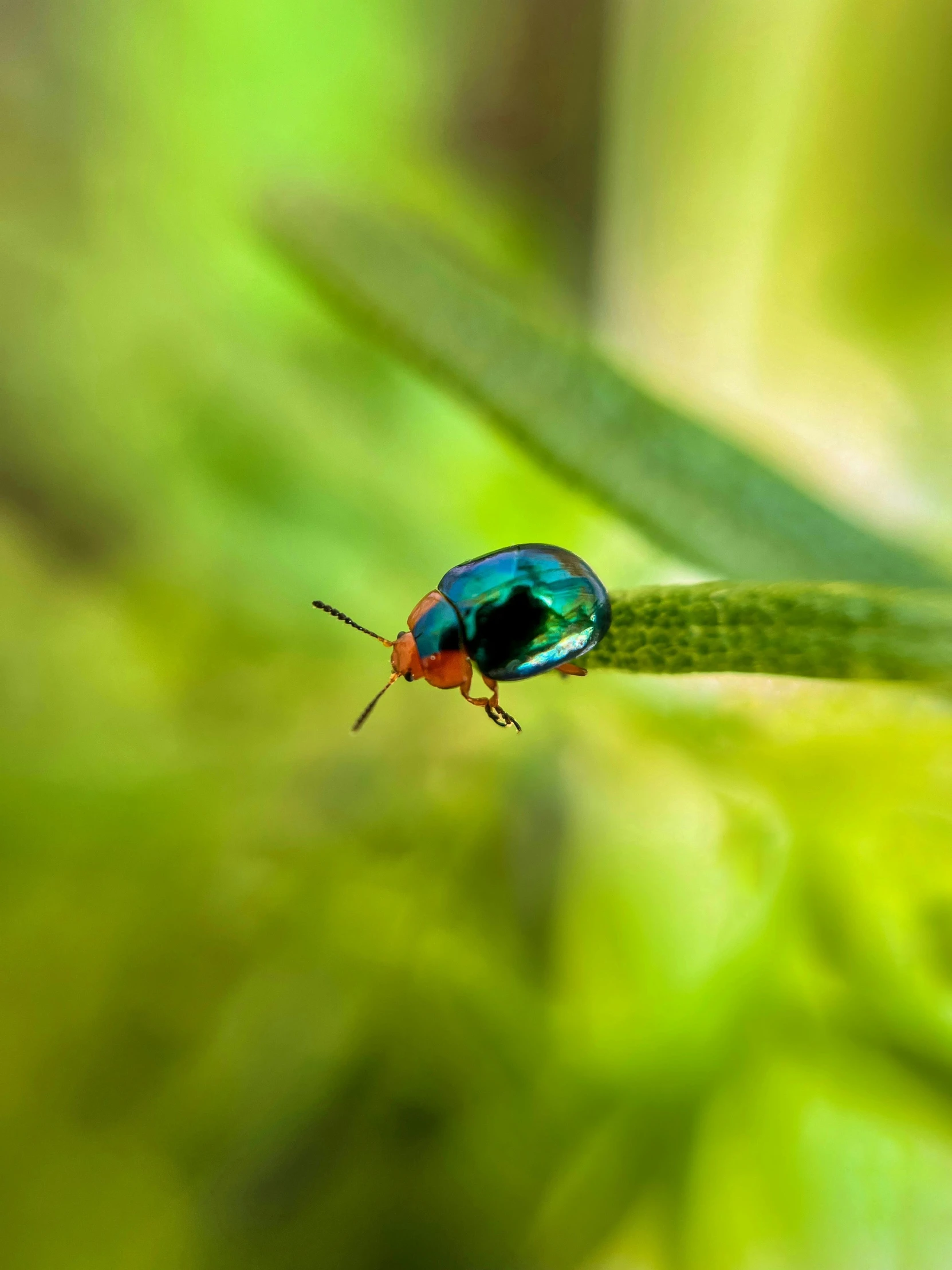 a bright blue bug with a yellow head on the tip of a leaf