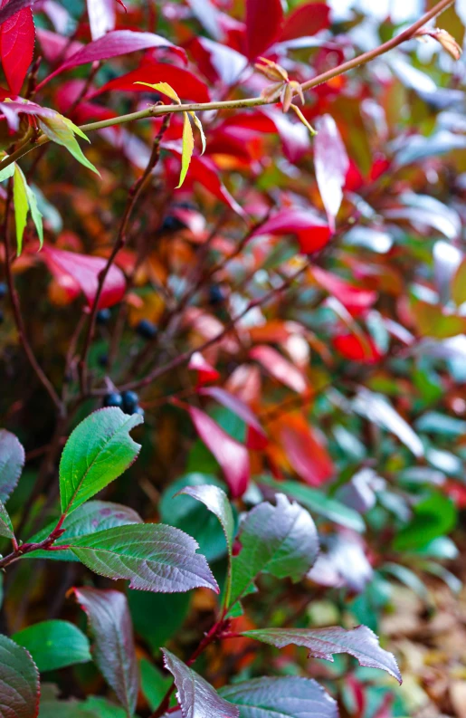 a shrub with green leaves and red and yellow berries on it