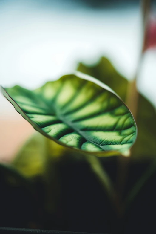 the back of a green leaf as seen from behind