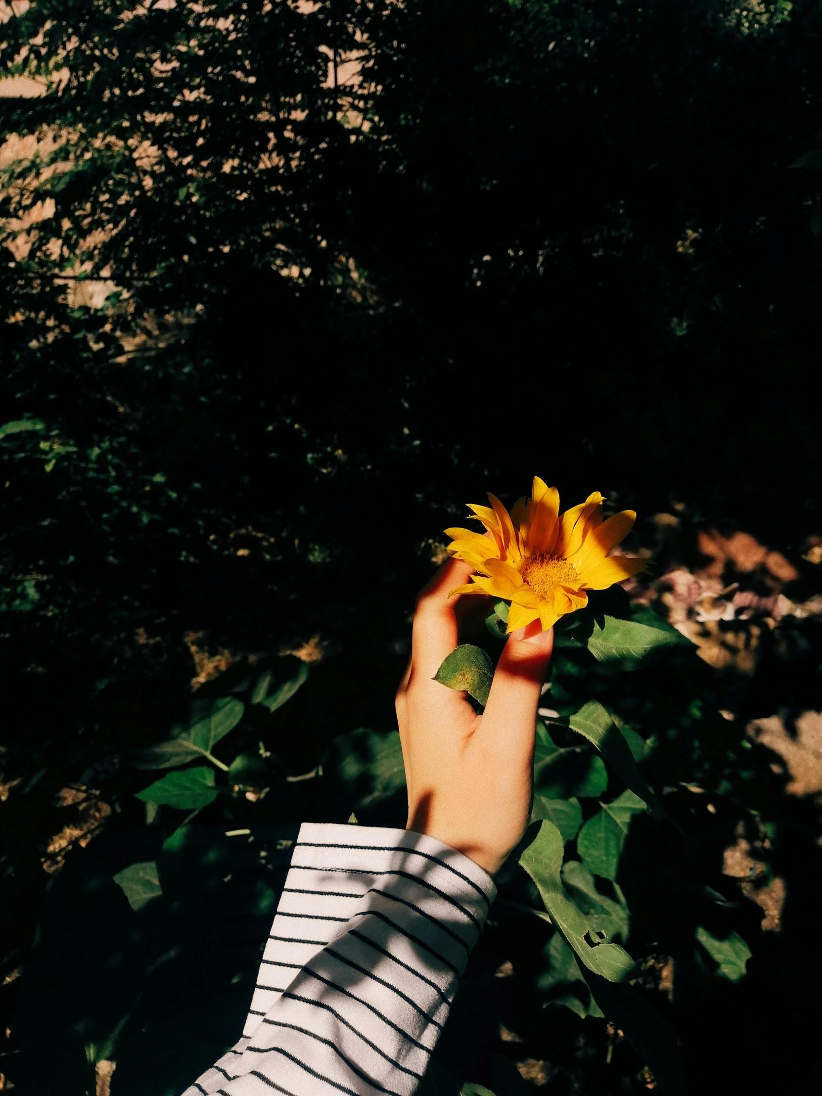 a hand holding a single flower up to it